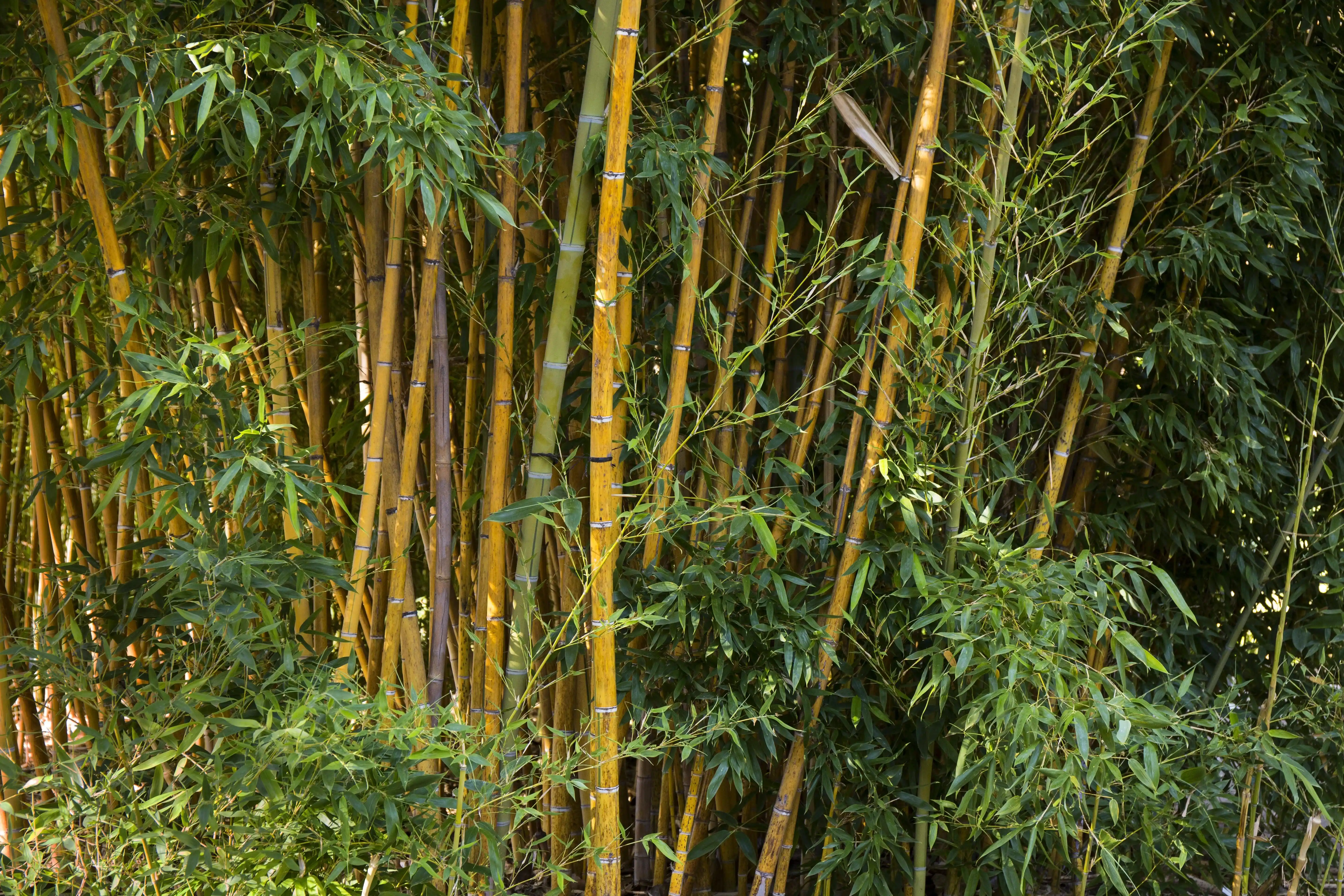 bamboo